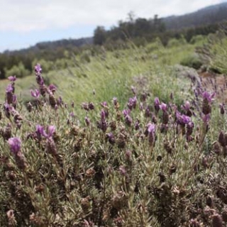 Lick My Spoon | Maui Edition: Ali’i Kula Lavender Farm